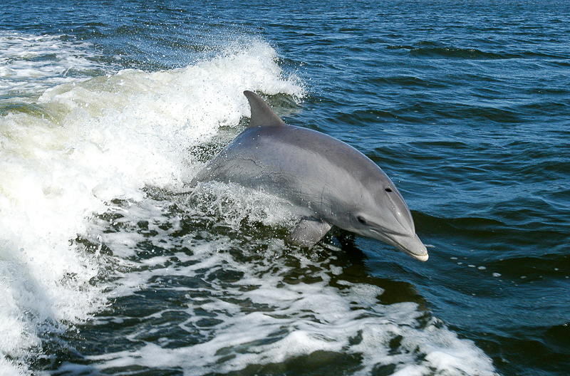 dolfin